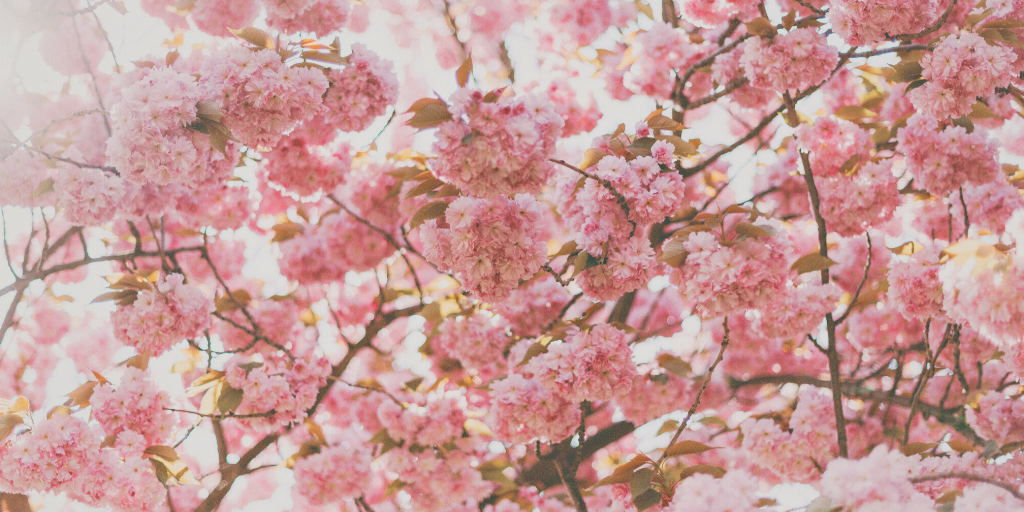 Kirschblüten Foto Frühjahr
